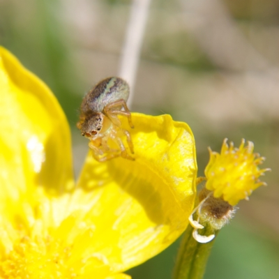 Salticidae (family) (Unidentified Jumping spider) at Namadgi National Park - 11 Oct 2023 by Trevor