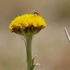 Austrotephritis poenia (Australian Fruit Fly) at Rendezvous Creek, ACT - 11 Oct 2023 by Trevor