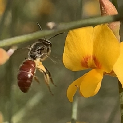 Lasioglossum (Parasphecodes) sp. (genus & subgenus) (Halictid bee) at Mount Annan, NSW - 27 Sep 2023 by JudeWright