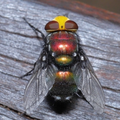 Amenia imperialis (Yellow-headed blowfly) at Point Lookout, QLD - 11 Oct 2023 by TimL