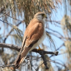 Falco cenchroides (Nankeen Kestrel) at Point Lookout, QLD - 10 Oct 2023 by TimL