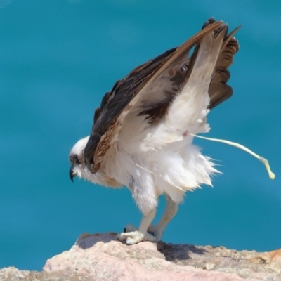 Pandion haliaetus (Osprey) at Point Lookout, QLD - 11 Oct 2023 by TimL