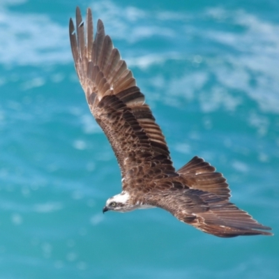 Pandion haliaetus (Osprey) at Point Lookout, QLD - 11 Oct 2023 by TimL