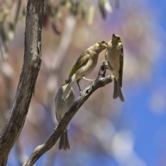 Ptilotula fusca (Fuscous Honeyeater) at Rendezvous Creek, ACT - 11 Oct 2023 by Trevor