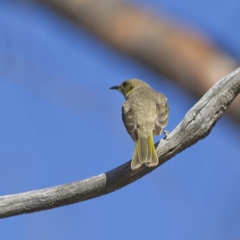 Ptilotula fusca at Rendezvous Creek, ACT - 11 Oct 2023