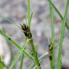 Schoenus apogon (Common Bog Sedge) at Sullivans Creek, Lyneham South - 13 Oct 2023 by trevorpreston