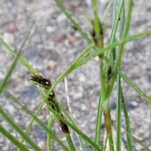 Schoenus apogon at Lyneham, ACT - 13 Oct 2023 07:44 AM