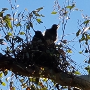 Gymnorhina tibicen at O'Malley, ACT - 13 Oct 2023