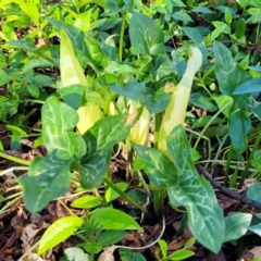 Arum italicum at Lyneham, ACT - 13 Oct 2023