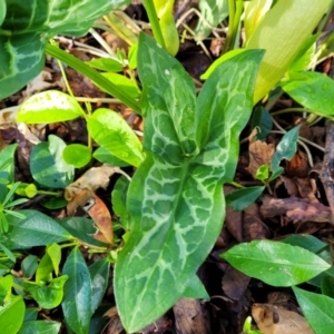 Arum italicum at Lyneham, ACT - 13 Oct 2023