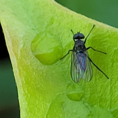 Unidentified True fly (Diptera) at Lyneham, ACT - 12 Oct 2023 by trevorpreston