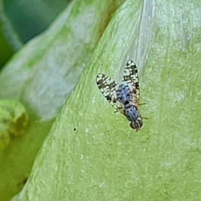 Austrotephritis poenia (Australian Fruit Fly) at Sullivans Creek, Lyneham South - 13 Oct 2023 by trevorpreston