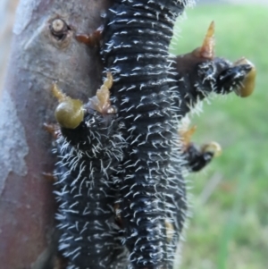 Perga sp. (genus) at Narrabundah, ACT - 8 Oct 2023