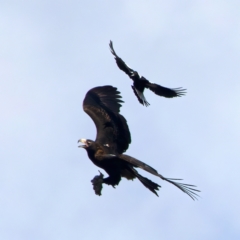 Aquila audax (Wedge-tailed Eagle) at Ainslie, ACT - 9 Oct 2023 by jb2602