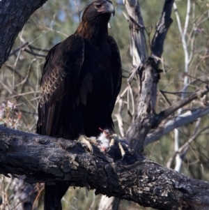 Aquila audax at Ainslie, ACT - 9 Oct 2023