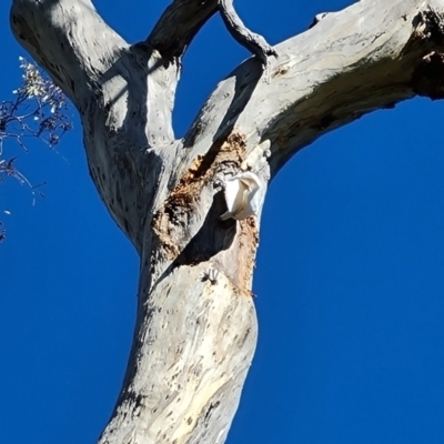 Cacatua galerita (Sulphur-crested Cockatoo) at O'Malley, ACT - 12 Oct 2023 by Mike