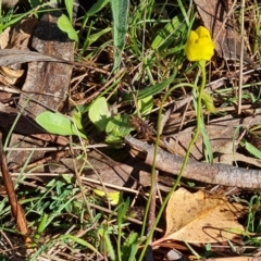 Goodenia pinnatifida (Scrambled Eggs) at O'Malley, ACT - 12 Oct 2023 by Mike