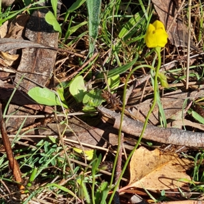 Goodenia pinnatifida (Scrambled Eggs) at O'Malley, ACT - 13 Oct 2023 by Mike