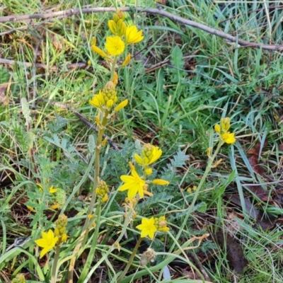 Bulbine bulbosa (Golden Lily, Bulbine Lily) at O'Malley, ACT - 13 Oct 2023 by Mike