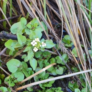 Rorippa nasturtium-aquaticum at O'Malley, ACT - 13 Oct 2023 09:11 AM