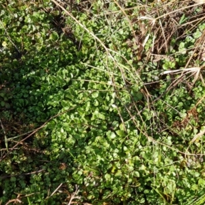 Rorippa nasturtium-aquaticum at O'Malley, ACT - 13 Oct 2023