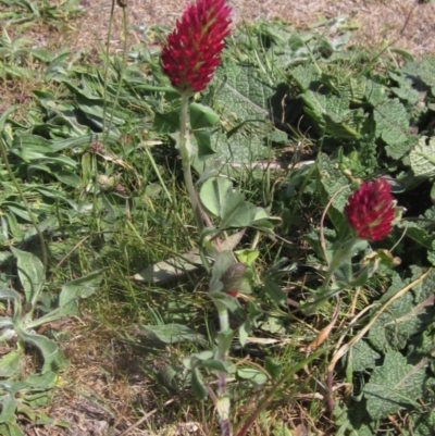 Trifolium incarnatum (Crimson Clover) at The Pinnacle - 2 Oct 2023 by pinnaCLE