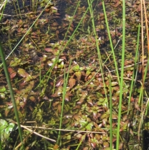 Ludwigia palustris at Belconnen, ACT - 2 Oct 2023