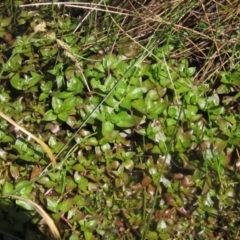 Ludwigia palustris at Belconnen, ACT - 2 Oct 2023