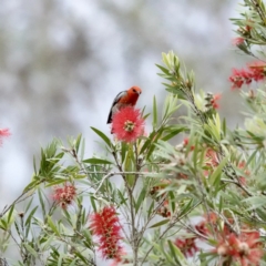 Myzomela sanguinolenta (Scarlet Honeyeater) at Broulee, NSW - 12 Oct 2023 by Gee