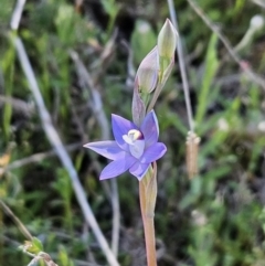 Thelymitra peniculata (Blue Star Sun-orchid) at The Pinnacle - 12 Oct 2023 by sangio7