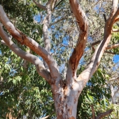 Angophora costata (Rusty Gum, Smooth-barked Apple) at Weston, ACT - 13 Oct 2023 by Steve818