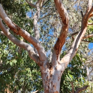 Angophora costata at Weston, ACT - 13 Oct 2023 10:22 AM