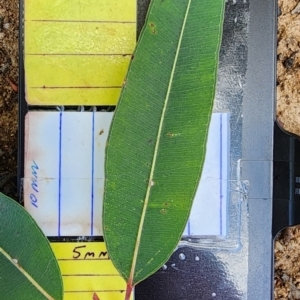 Angophora costata at Weston, ACT - 13 Oct 2023 10:22 AM