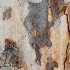 Angophora costata at Weston, ACT - 13 Oct 2023