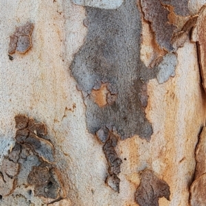 Angophora costata at Weston, ACT - 13 Oct 2023