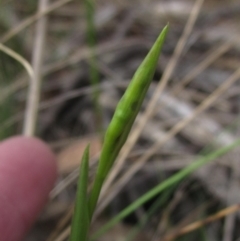 Diuris sulphurea (Tiger Orchid) at The Pinnacle - 3 Oct 2023 by pinnaCLE