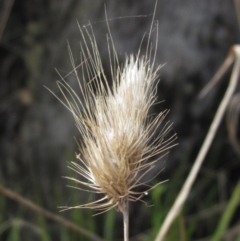 Cynosurus echinatus (Rough Dog's Tail Grass) at The Pinnacle - 3 Oct 2023 by pinnaCLE