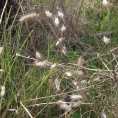 Cynosurus echinatus at Hawker, ACT - 3 Oct 2023