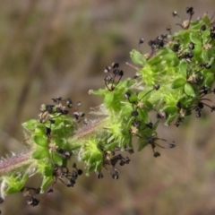 Acaena x ovina at Belconnen, ACT - 3 Oct 2023