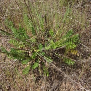 Acaena x ovina at Belconnen, ACT - 3 Oct 2023 03:00 PM