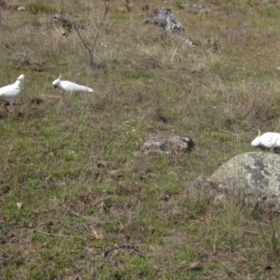 Cacatua galerita (Sulphur-crested Cockatoo) at The Pinnacle - 2 Oct 2023 by pinnaCLE