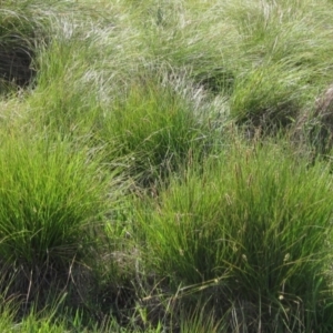 Carex appressa at Belconnen, ACT - 2 Oct 2023 10:33 AM