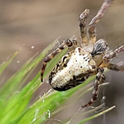 Araneus eburnus (Bush orb weaver) at Lyneham, ACT - 13 Oct 2023 by trevorpreston