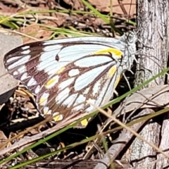 Belenois java (Caper White) at Gungahlin, ACT - 13 Oct 2023 by trevorpreston