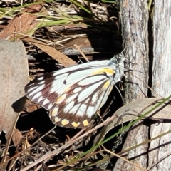 Belenois java at Gungahlin, ACT - 13 Oct 2023 11:55 AM