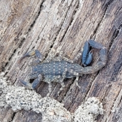 Lychas marmoreus (Little Marbled Scorpion) at Gungahlin, ACT - 13 Oct 2023 by trevorpreston