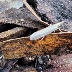 Faveria tritalis at Crace, ACT - 13 Oct 2023 11:48 AM