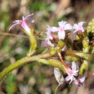 Stylidium graminifolium at Crace, ACT - 13 Oct 2023 11:41 AM