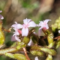 Stylidium graminifolium at Crace, ACT - 13 Oct 2023 11:41 AM