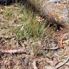 Stylidium graminifolium at Crace, ACT - 13 Oct 2023 11:41 AM